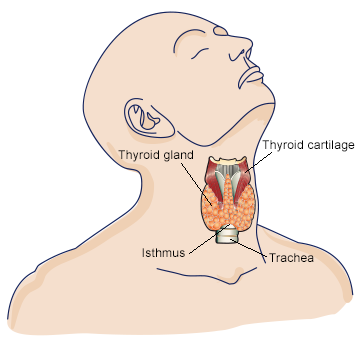 Thyroid